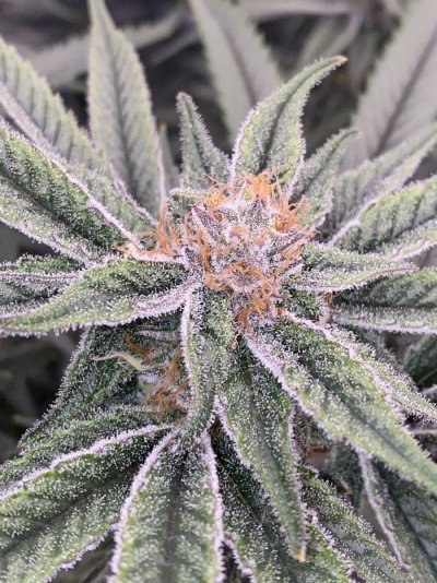 Let's See Your Frostiest Flowers