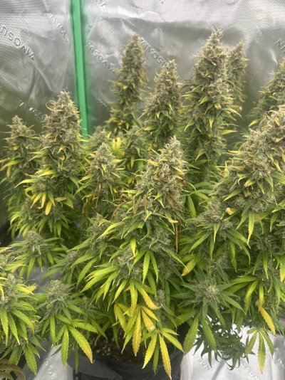 harvest-senescence-but-not-enough-amber-trichomes-2.jpeg