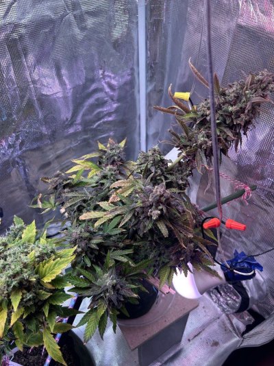 end-of-flower-trouble-please-help-3.jpeg