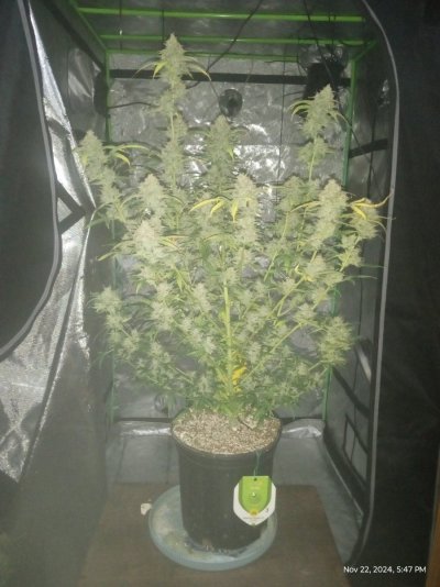 How much water? 1gal Pro-Mix
