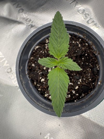 tag-along-for-my-first-grow-7.jpeg
