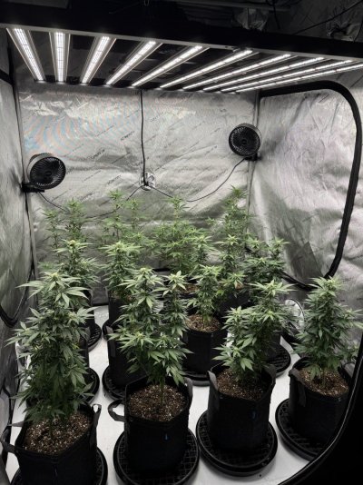 4 photo strains 2nd week bloom