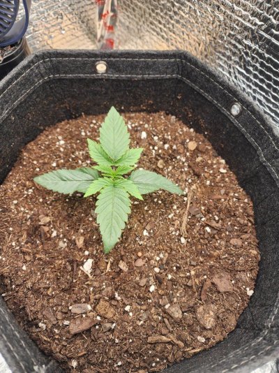 New grower