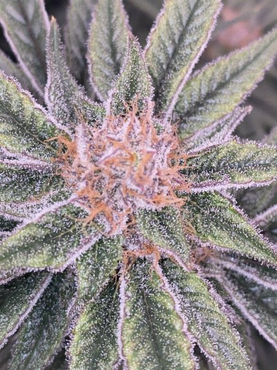 Let's See Your Frostiest Flowers