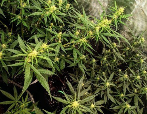 Old grower back in the game with some gorilla cookies autos