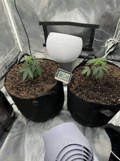 cultivation-nation-7030-coco-transplant-into-moist-medium.jpeg