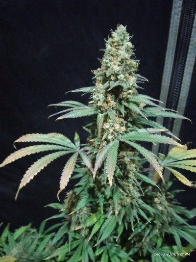 ganja farmer carmel and afghan fast flowering
