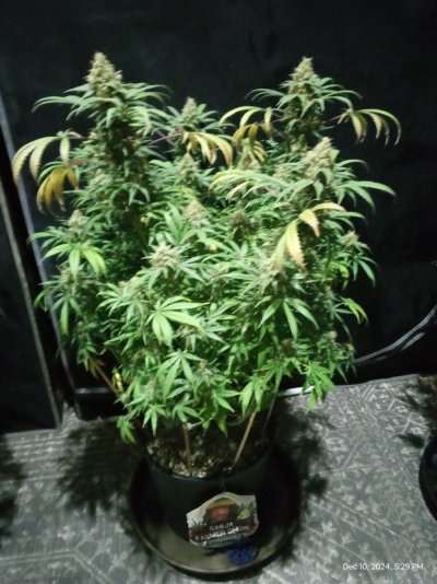 ganja farmer carmel and afghan fast flowering