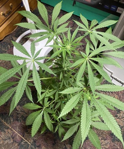 From Friends At The Farm