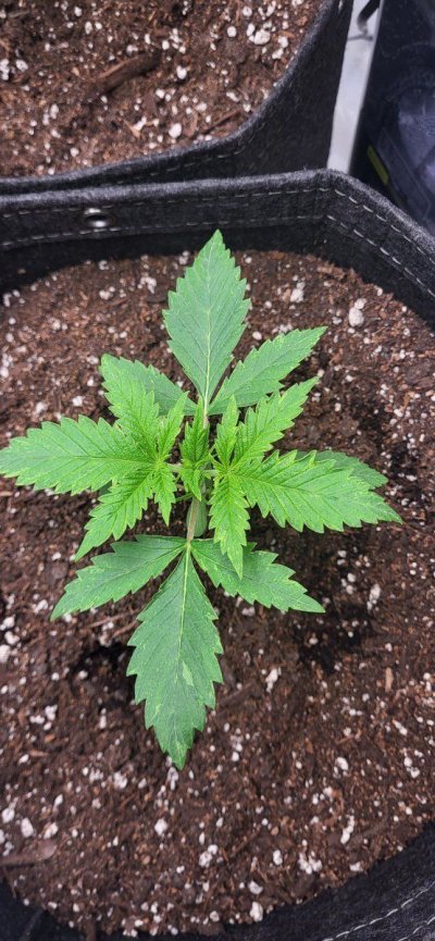 Day 14 seedling help: leaves curling and discolored