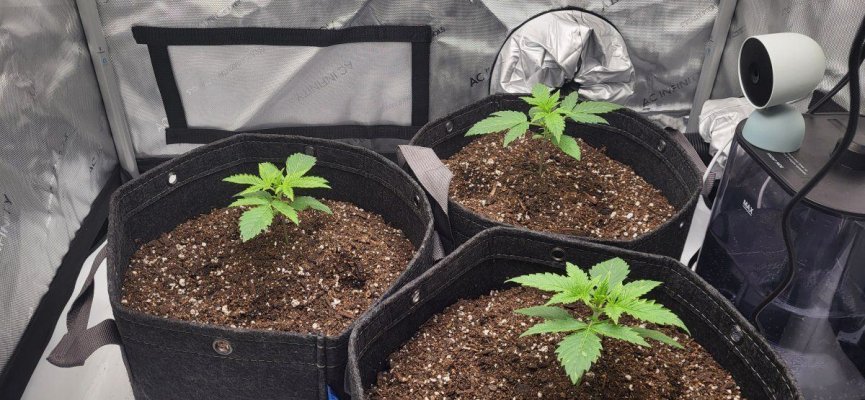 Day 14 seedling help: leaves curling and discolored