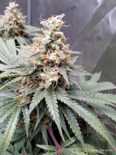 ganja farmer carmel and afghan fast flowering