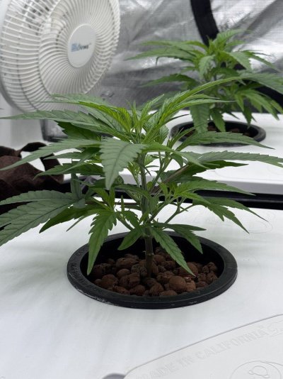 A peek inside my grow tent.