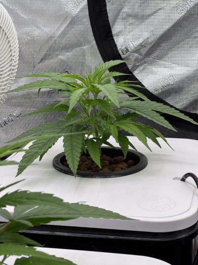 A peek inside my grow tent.