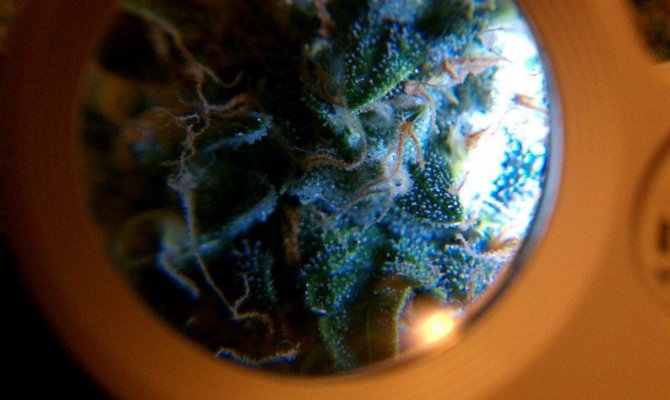 LA Woman and O.G Kush #18 adventures.