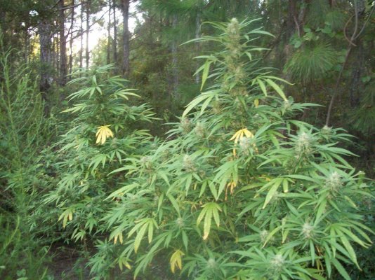 AK47 First Grow