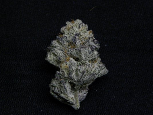 Krazy Kush (Fall Pics)