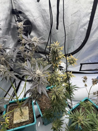 This is my first time growing!! What happened to this plant??