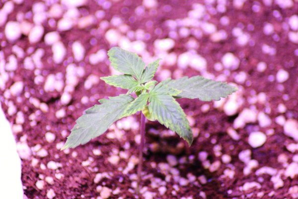 New grower, couple of issues.