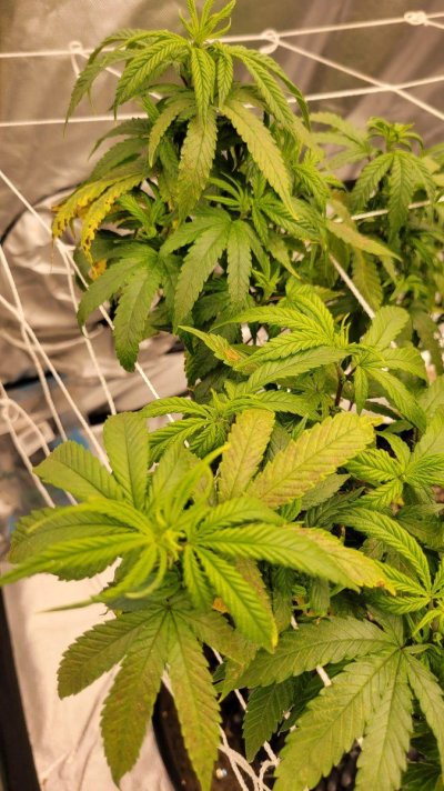 Leaves keep rusting, need help