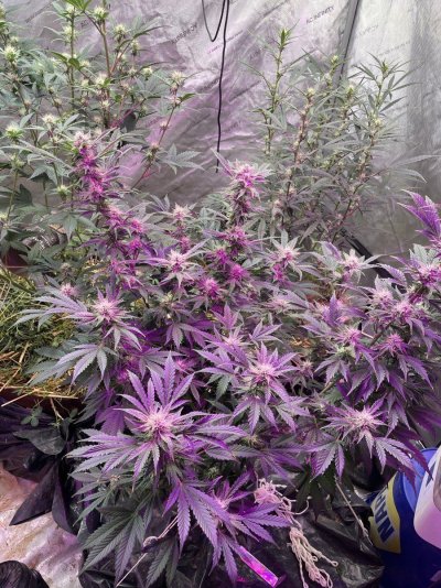 It’s been awhile!  Just another Auto grow