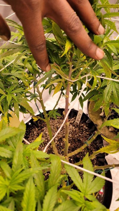 Leaves keep rusting, need help