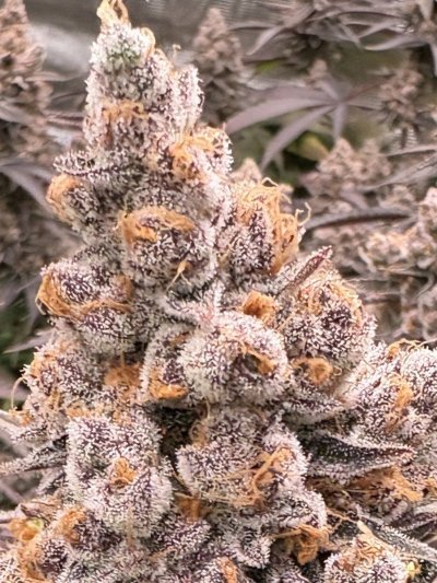 Let's See Your Frostiest Flowers