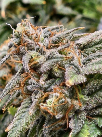 Day 61 since light change, help with reading the plant/trichomes.  When to chop???