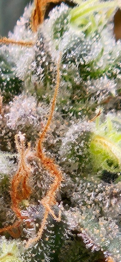 Day 61 since light change, help with reading the plant/trichomes.  When to chop???