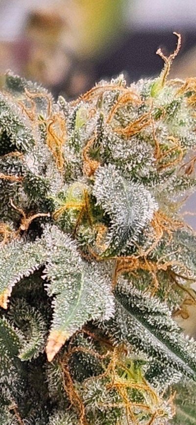 Day 61 since light change, help with reading the plant/trichomes.  When to chop???