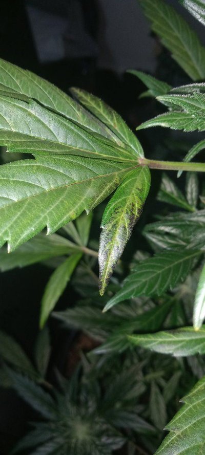Is this Infection or Temperature?