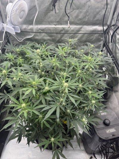 how-am-i-doing-first-organic-grow-2.jpeg