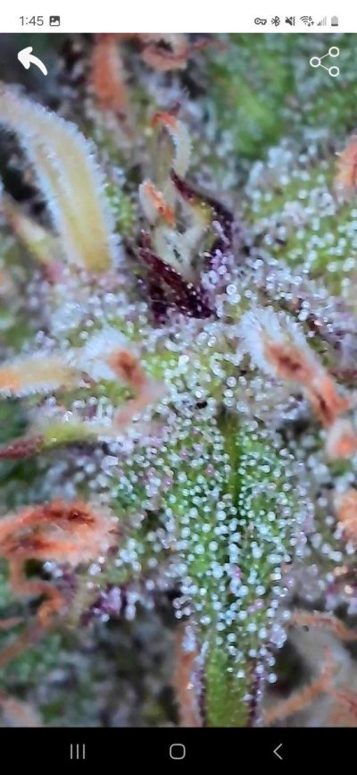 Is my NYC Sour D Auto Ready for Harvest?