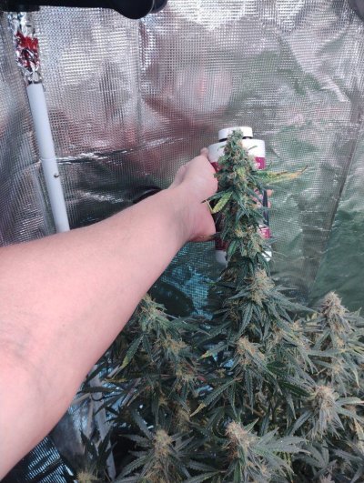 My first ever indoor grow