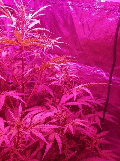 first-grow-i-need-help-please-3.jpg