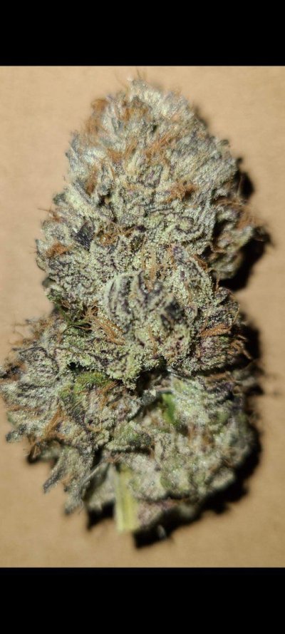 3468994_canuk-seeds-critical-mass-grow-journal-by-crimsonkushcanukseedscritical-mass.jpg