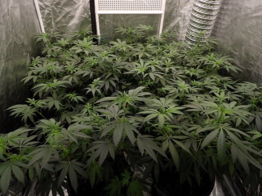 BudRanger's Perpetual Odyssey | Indoor | Living Soil | LED