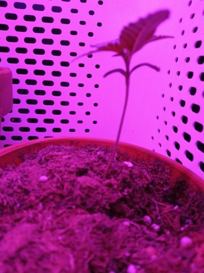 new-here-and-pretty-new-to-growing.jpg