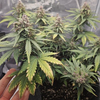 Need help with my autoflower please!