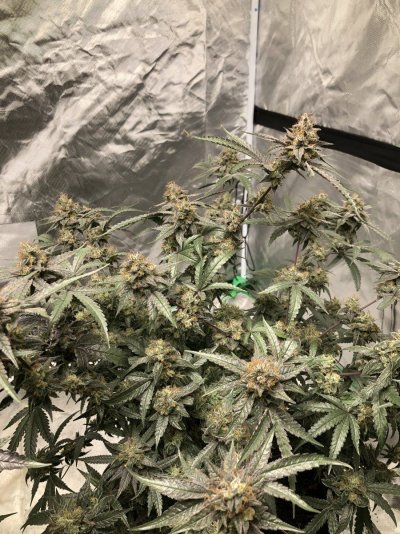 Keep it Organic til I die