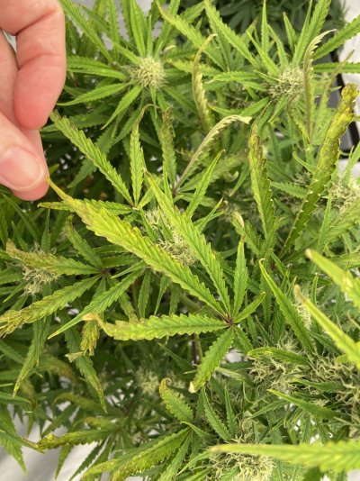 One of my plants looks a mess  please help