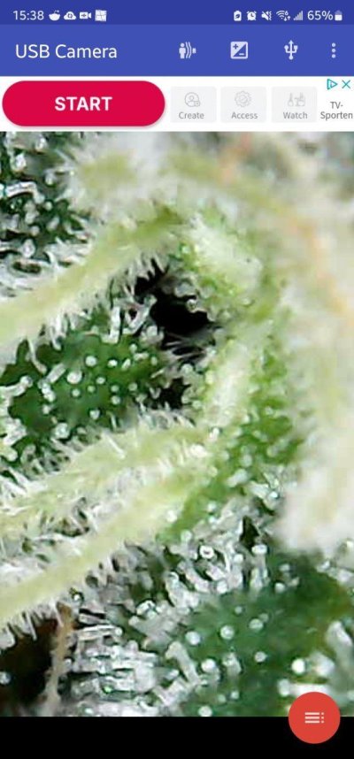 durban-posion-6-weeks-into-flowering-5.jpg