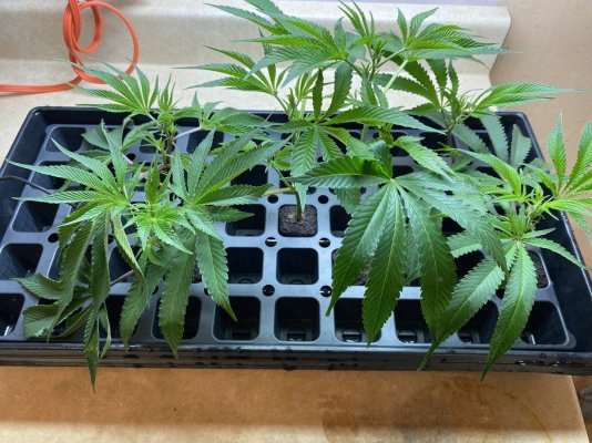 Soaking Big Cuttings (no trimming leaves) for 48 (even more) Hours before Root Riots = No Wilting at all!