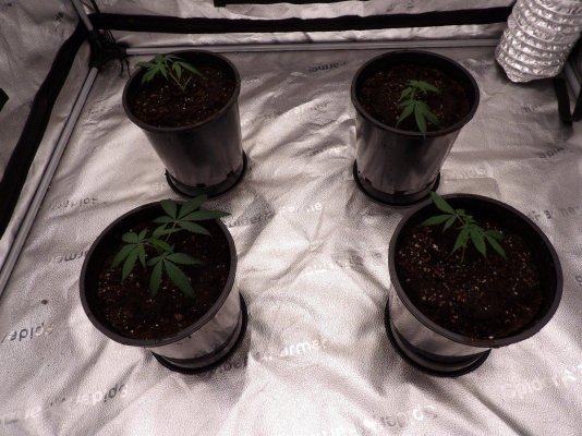 BudRanger's Perpetual Odyssey | Indoor | Living Soil | LED