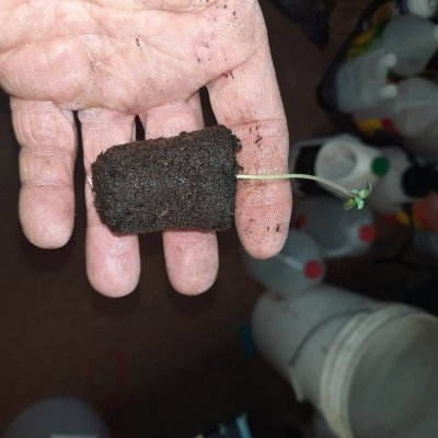 Bungers Solocup and Cloning Farm