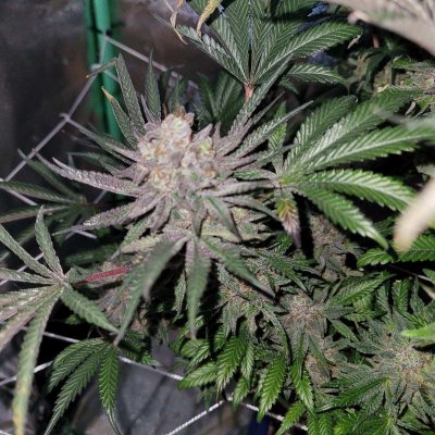 Bungers Solocup and Cloning Farm