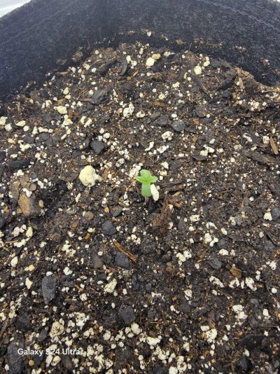 lucky-llamas-first-grow-journal-12.jpg