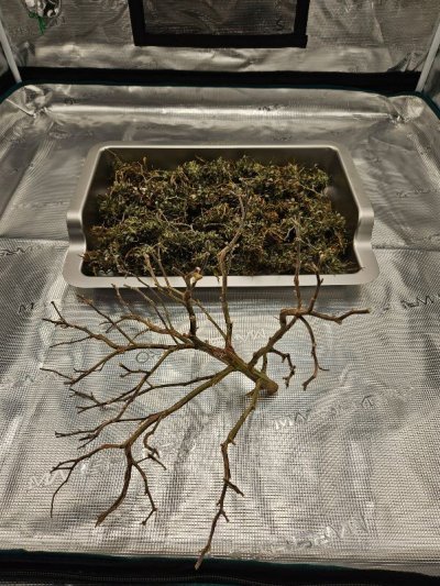 My first attempt at growing and I need help - what's wrong with my plant?!?!?