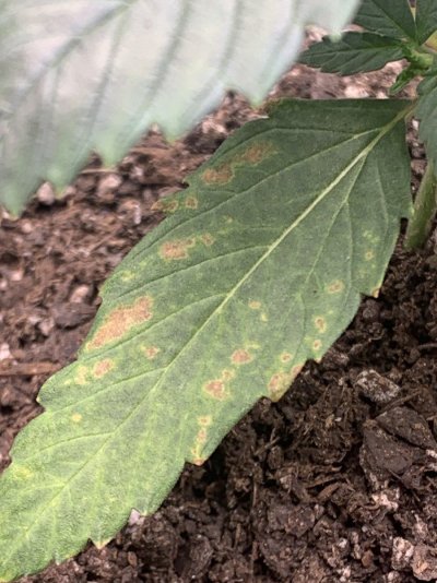first-time-indoor-grower-can-anyone-help-tell-me-whats-going-on-with-my-plant-3.jpeg