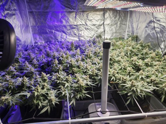 Question about scrog and foliage